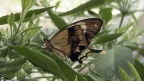 Klasse Insecta (Linnæus, 1758)
