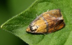 Klasse Insecta (Linnæus, 1758)