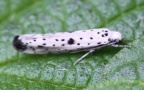 Klasse Insecta (Linnæus, 1758)