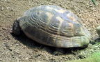 Klasse Reptilia (Laurenti, 1768)