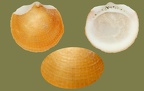 Stamm Mollusca (Cuvier, 1797)