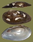 Stamm Mollusca (Cuvier, 1797)