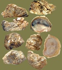 Stamm Mollusca (Cuvier, 1797)
