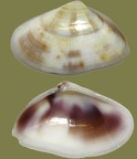 Stamm Mollusca (Cuvier, 1797)