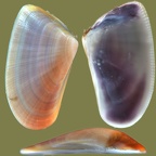Stamm Mollusca (Cuvier, 1797)