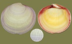Stamm Mollusca (Cuvier, 1797)