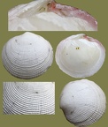 Stamm Mollusca (Cuvier, 1797)