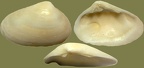 Stamm Mollusca (Cuvier, 1797)