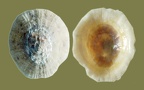 Stamm Mollusca (Cuvier, 1797)