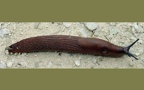 Stamm Mollusca (Cuvier, 1797)