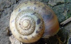Stamm Mollusca (Cuvier, 1797)