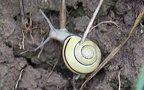 Stamm Mollusca (Cuvier, 1797)