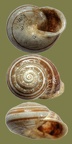 Stamm Mollusca (Cuvier, 1797)