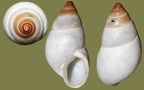 Stamm Mollusca (Cuvier, 1797)