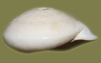 Stamm Mollusca (Cuvier, 1797)