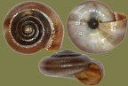 Stamm Mollusca (Cuvier, 1797)