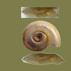 Stamm Mollusca (Cuvier, 1797)