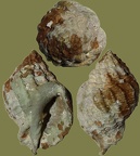 Stamm Mollusca (Cuvier, 1797)