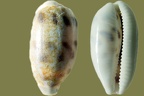 Stamm Mollusca (Cuvier, 1797)