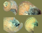 Stamm Mollusca (Cuvier, 1797)