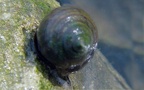 Stamm Mollusca (Cuvier, 1797)