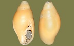 Stamm Mollusca (Cuvier, 1797)