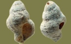 Stamm Mollusca (Cuvier, 1797)