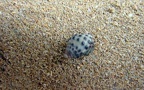 Stamm Mollusca (Cuvier, 1797)