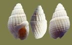 Stamm Mollusca (Cuvier, 1797)