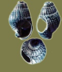 Stamm Mollusca (Cuvier, 1797)