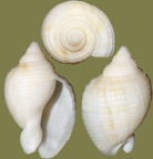 Stamm Mollusca (Cuvier, 1797)