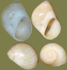 Stamm Mollusca (Cuvier, 1797)