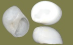 Stamm Mollusca (Cuvier, 1797)