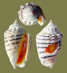 Stamm Mollusca (Cuvier, 1797)