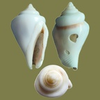Stamm Mollusca (Cuvier, 1797)