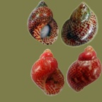 Stamm Mollusca (Cuvier, 1797)