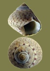Stamm Mollusca (Cuvier, 1797)