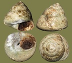 Stamm Mollusca (Cuvier, 1797)
