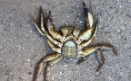 Unterstamm Crustacea (Brünnich, 1772)