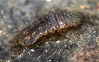 Unterstamm Crustacea (Brünnich, 1772)