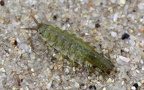 Unterstamm Crustacea (Brünnich, 1772)