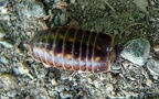 Unterstamm Myriapoda (Latreille, 1802)