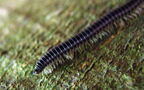 Unterstamm Myriapoda (Latreille, 1802)