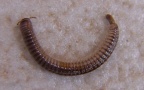 Unterstamm Myriapoda (Latreille, 1802)