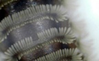 Unterstamm Myriapoda (Latreille, 1802)