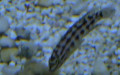 Klasse Actinopterygii (Cope, 1871)