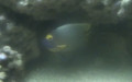 Klasse Actinopterygii (Cope, 1871)