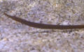 Klasse Actinopterygii (Cope, 1871)