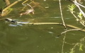 Klasse Reptilia (Laurenti, 1768)