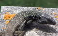 Klasse Reptilia (Laurenti, 1768)